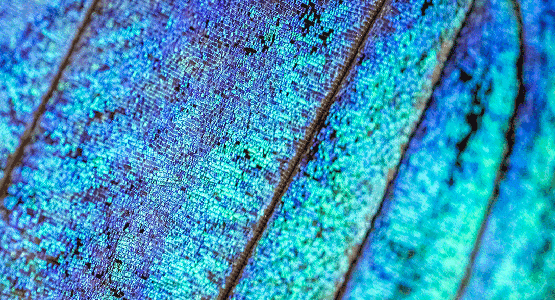 Structural color butterfly wing