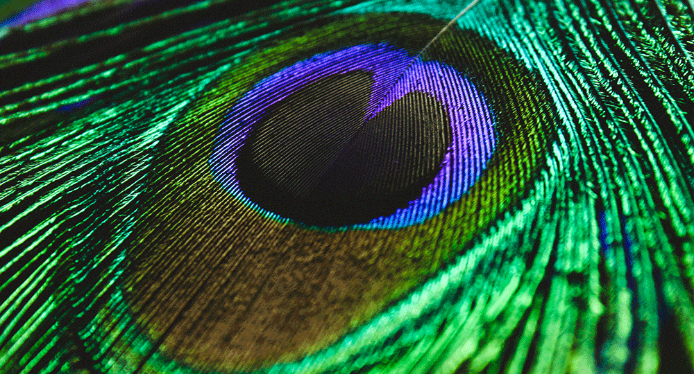 Peacock feather structural color